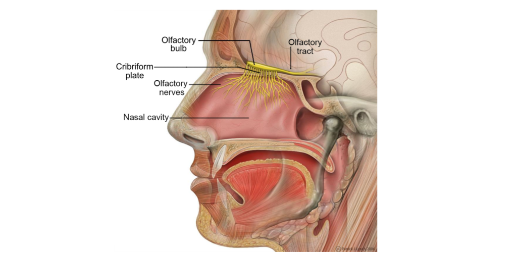Olfactory detection